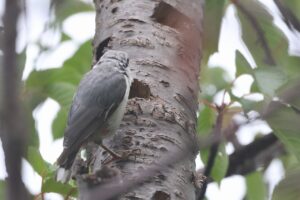 ゴジュウカラ2025年7月20日尾羽の先が白い個体2