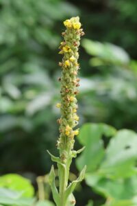 ビロードモウズイカ2025年7月15日2花穂