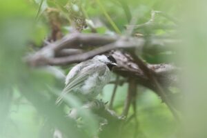 ハシブトガラ2025年7月6日