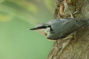 ゴジュウカラ2025年7月15日亜種シロハラゴジュウカラ