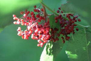 エゾニワトコ赤い果実2025年7月27日