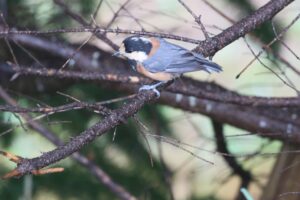ヤマガラ成鳥2025年7月20日