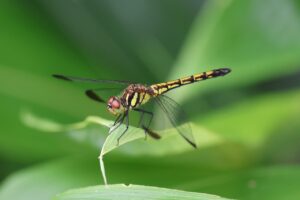 ノシメトンボ2025年7月15日