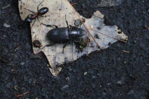 スジクワガタ雌2025年7月15日