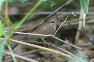 ヤブサメ2025年7月20日