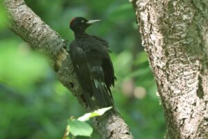 クマゲラ雌幼鳥2025年7月15日