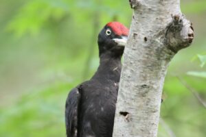 クマゲラ雄2025年7月6日