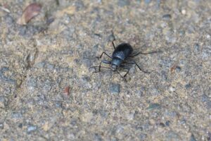 キマワリ2025年7月6日