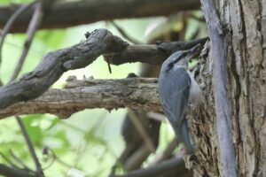 ゴジュウカラ2025年7月6日