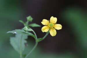 ダイコンソウ2025年7月6日