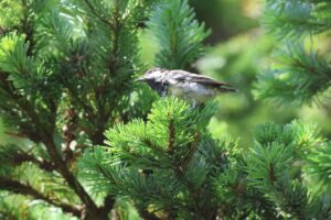 ヒガラ2025年7月6日