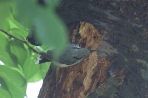 ゴジュウカラ2025年7月20日尾羽の先が白い個体3