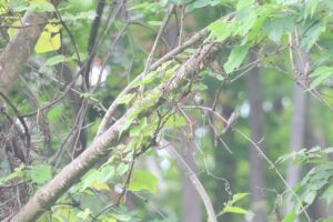 コサメビタキ2025年7月27日親子