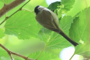 ハシブトガラ2025年7月15日