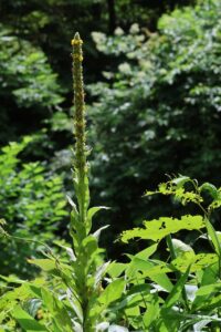 ビロードモウズイカ2025年7月15日3葉も含めた植物体