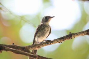 コサメビタキ幼鳥2025年7月27日
