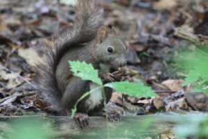 エゾリス2025年7月6日