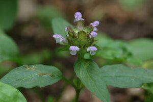 ウツボグサ2025年7月6日