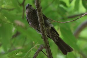 ヒヨドリ2025年7月15日