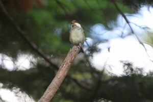 ヒガラ2025年7月１5日2幼鳥