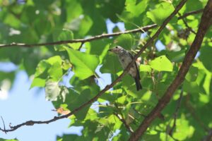 コサメビタキ幼鳥2025年7月27日2
