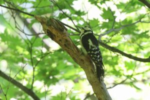 アカゲラ雌2025年7月6日