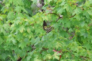 メジロ2025年7月20日2羽