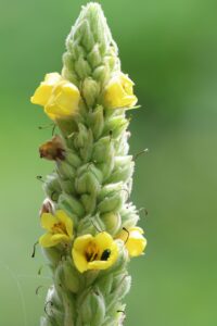 ビロードモウズイカ2025年7月15日1花アップ