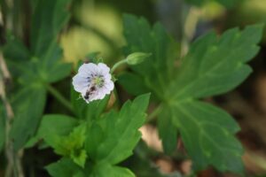 ゲンノショウコ2025年7月27日