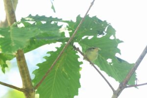 センダイムシクイ2025年7月6日