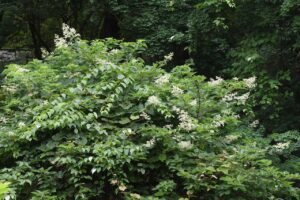 ノリウツギ2025年7月20日2引き