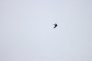 ハリオアマツバメ2025年7月20日