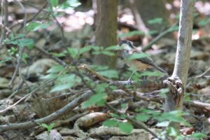 ヤマガラ2025年7月6日