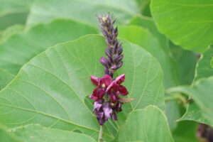 クズ2025年7月20日