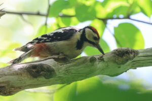 アカゲラ幼鳥2025年7月15日