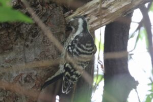 コゲラ2025年7月27日