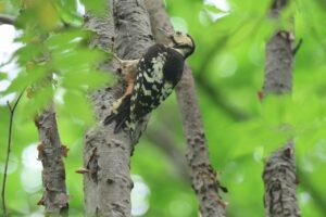 アカゲラ幼鳥2025年7月20日