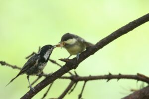 ヒガラ2025年7月20日親子親が子に給餌