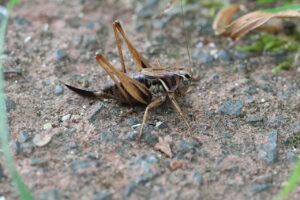 コバネヒメギス2025年7月20日