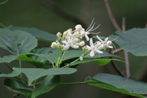 クサギ2025年7月20日