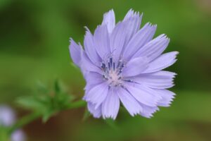 キクニガナ2025年7月20日