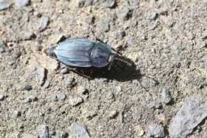 ヒラタシデムシ成虫2025年7月27日