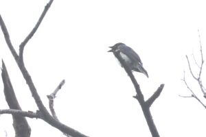 オオルリ雄2025年7月6日