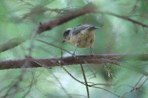 ヤマガラ幼鳥2025年7月20日