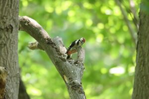 アカゲラ幼鳥2025年7月6日