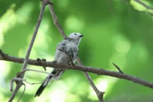 シマエナガ2025年7月27日