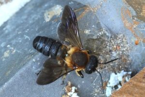 オオハキリバチ2025年7月6日