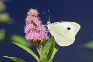 オオモンシロチョウ2025年7月6日