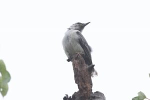 ゴジュウカラ2025年7月20日尾羽の先が白い個体4