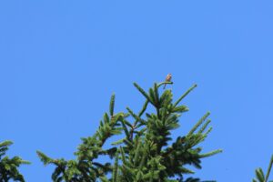 ホオジロ雄2025年7月6日